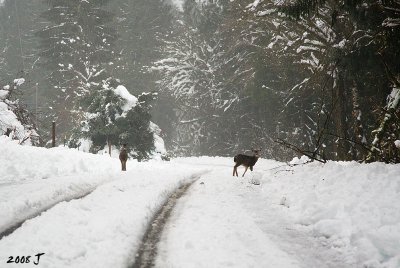 Deer in the road (the snow is too deep off the road)