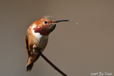 Rufous Hummingbird