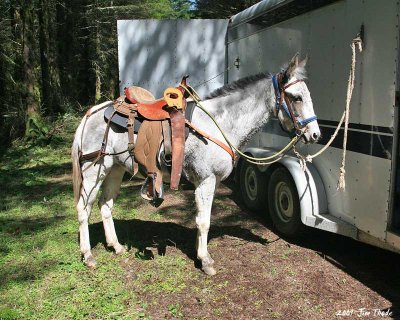 Miss Molly helped pack the tools,  Saw on one side and an axe on the other