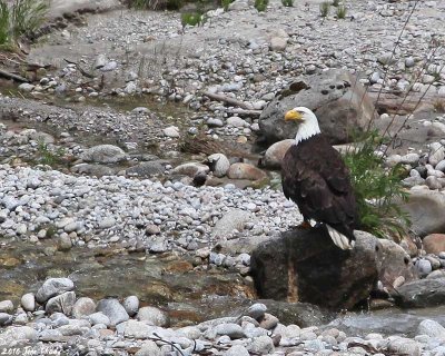Pack River Eagle