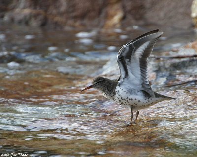Spotted Sand Piper