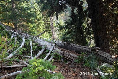 Klickitat Trail #7 from St John Lake to the Mission Mtn Ridge
