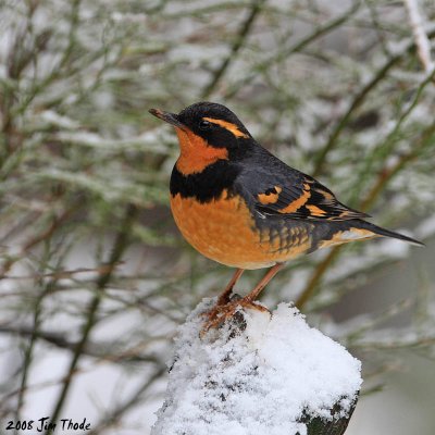 Varied Thrush