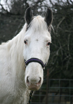 Casper the Friendly Horse