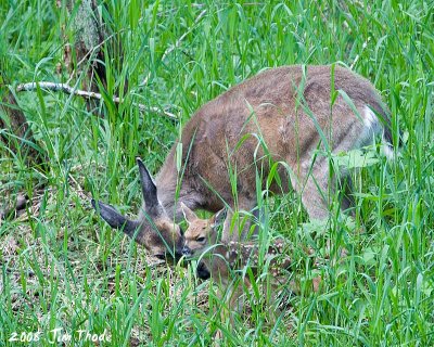 < 1 hr old Fawn