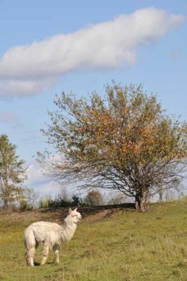 Llamma & Leaves