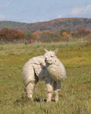 Fall's Llamma