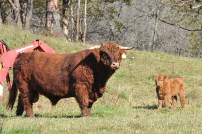 Highland Momma & Baby