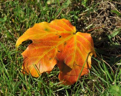 A Leaf!