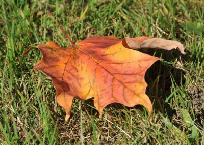 Time to Start Raking