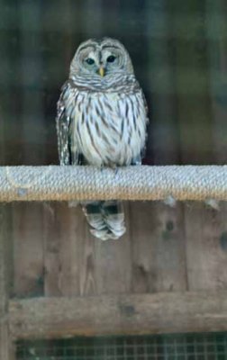 Barred Owl