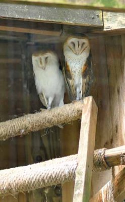 Barn Owls