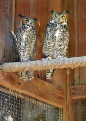 Great Horned Owls