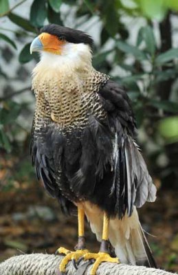 Caracara