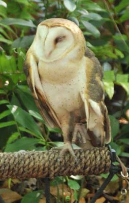 One-Eyed Barn Owl