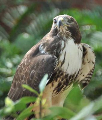 One-Eyed Red Tail Hawk