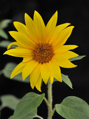 Front Yard Sunflower