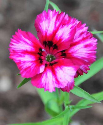 Pretty Flower ...