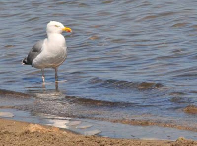The Gull Watches
