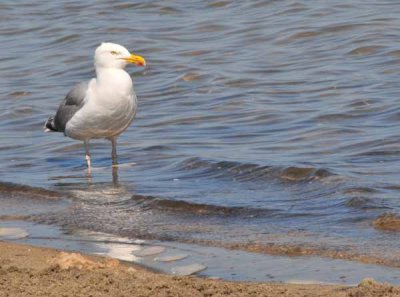 The Gull Watches