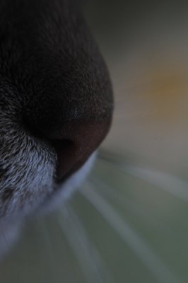 Cat Nose
