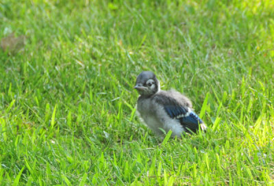 Baby Jay!