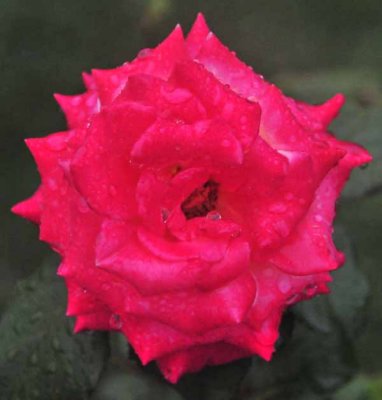 A Lovely Rose