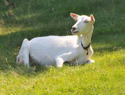 Cabrito El Horno