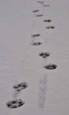 Whose Tracks These Are ...