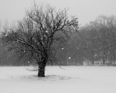 Snowing Softly