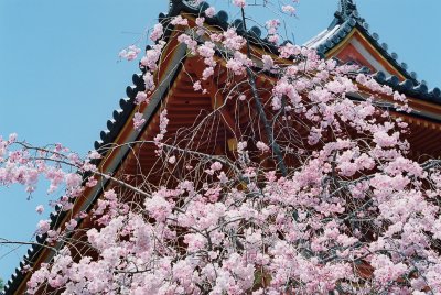 Sakura Season in Kyoto