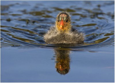 Juvenile Red-knobbed Coot