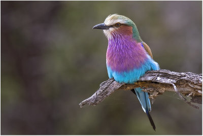 Lilac-breasted Roller