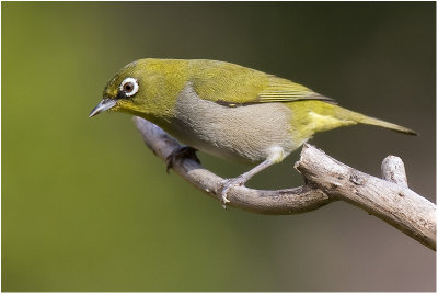 Cape White-eye