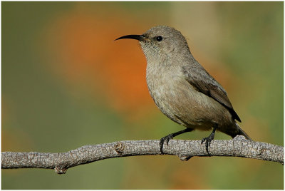 Female Malachite Sunbird