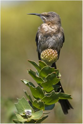Cape Sugarbird