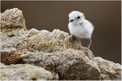 White-fronted Plover Chick