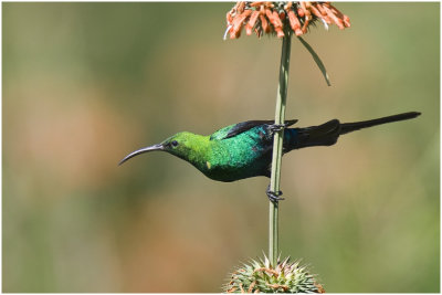 Malachite Sunbird