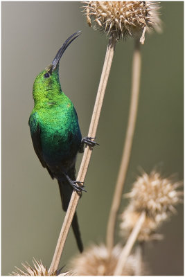 Malachite Sunbird