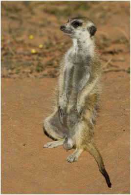 Kgalagadi April 2008
