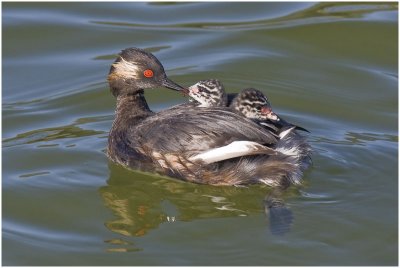 Blacknecked Grebe