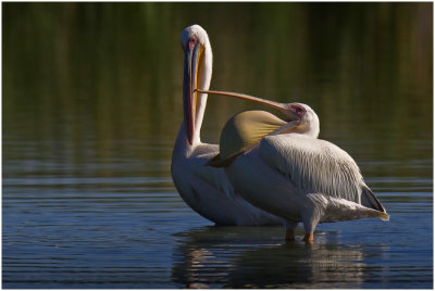 Pelicans