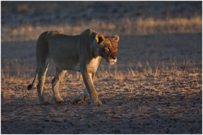 Lioness in morning light