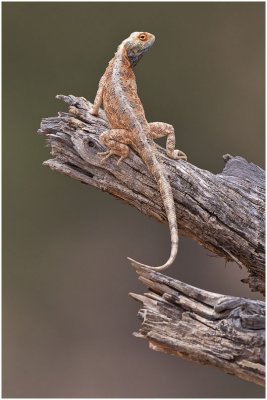 Agama Lizard