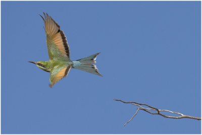 Swallowtailed Bee-eater
