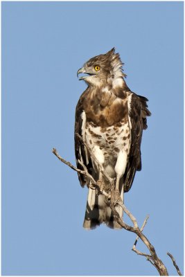 Sub-adult Balckchested Snake Eagle