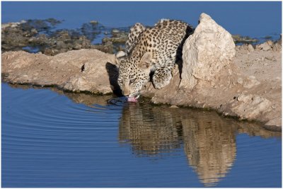 Leopard Cub at Samevloeiing