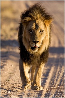 Lion in Road