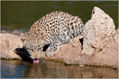 Leopard Cub drinking