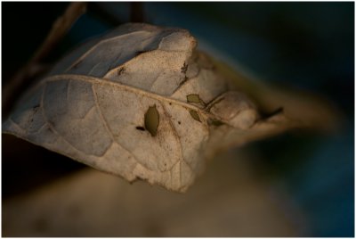 Injured Leaf